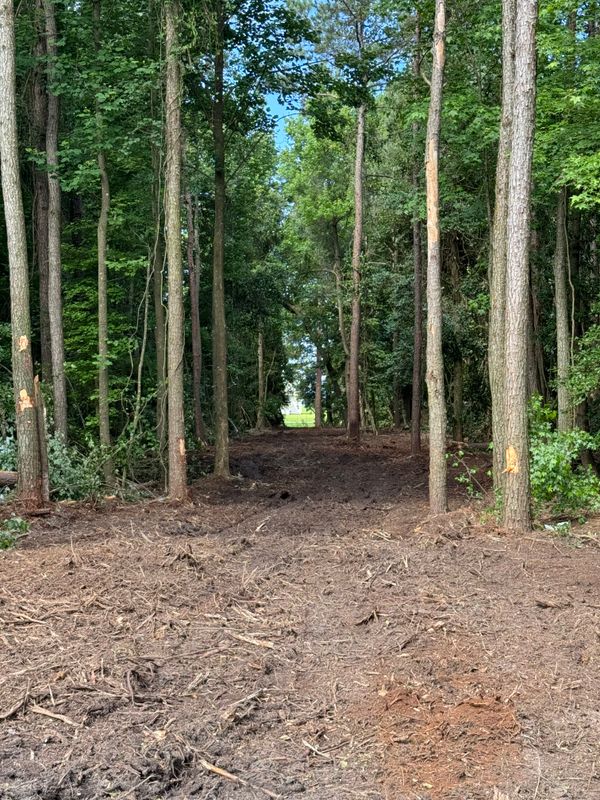 Land Clearing 