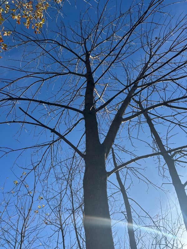 Shrub & Tree Trimming