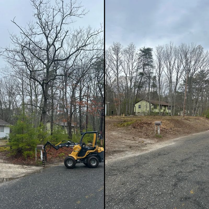 Tree Trimming
