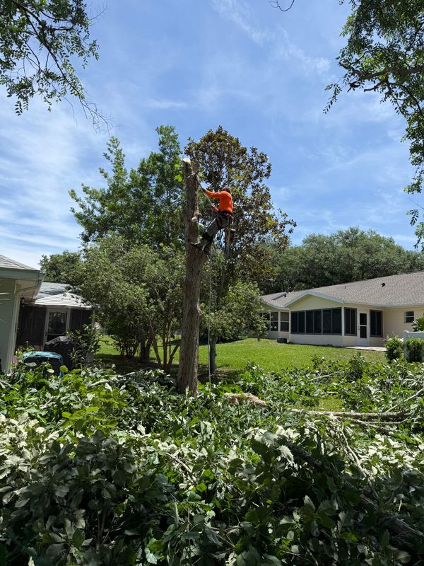 Tree Removal