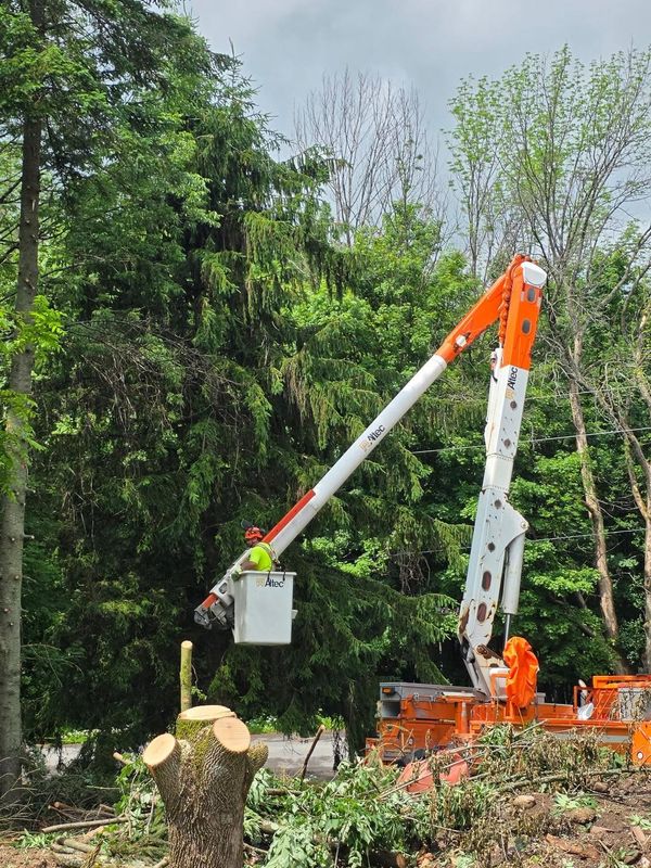 Tree Removal