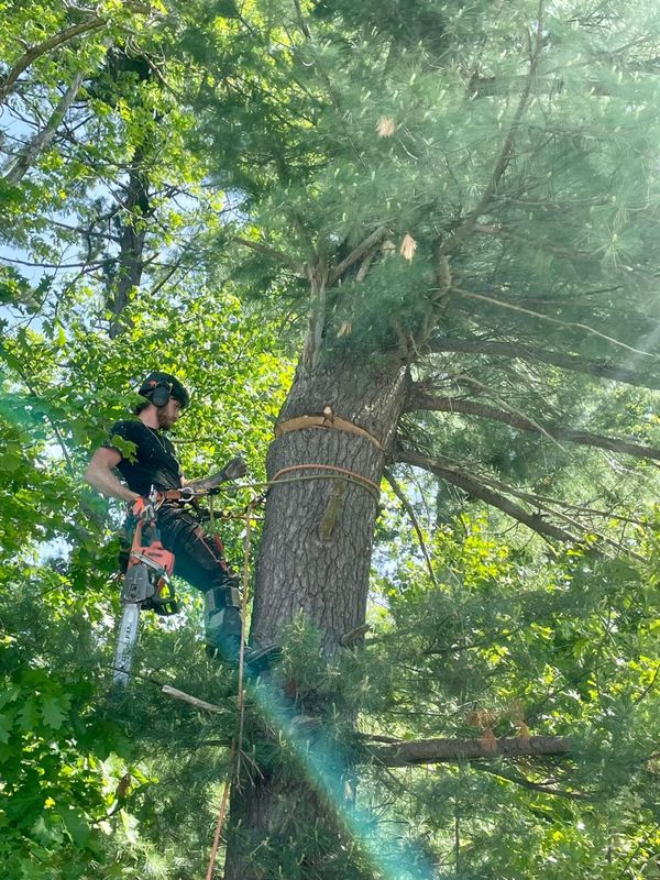 Tree removal / land clearing