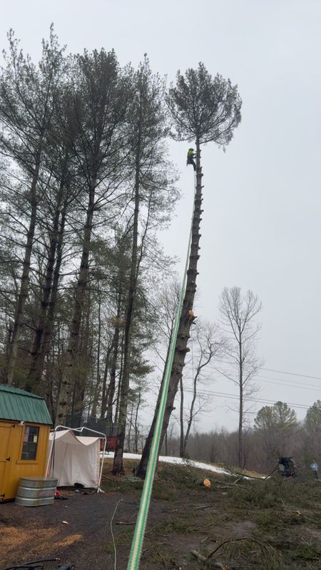 Tree Removal gallery