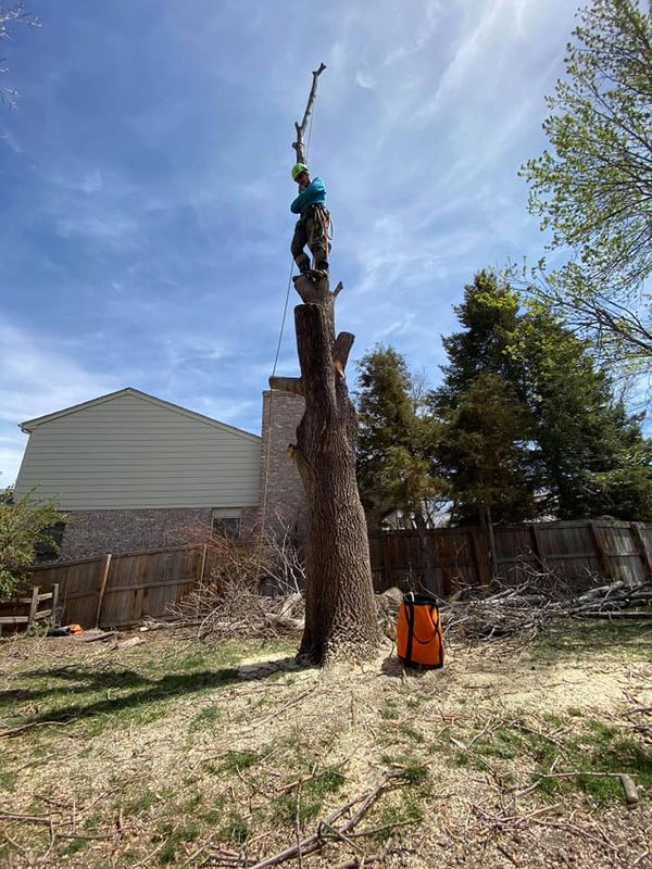 Tree Pruning & Removal