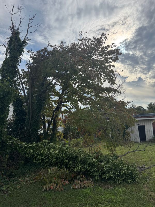 Yard Cleanup gallery