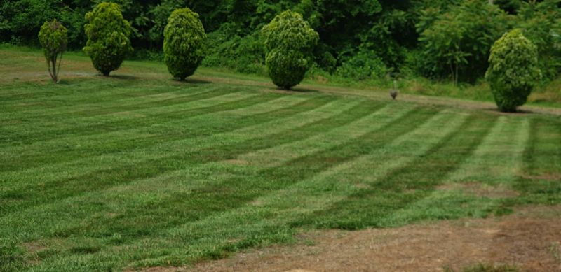 Lawn Maintenance