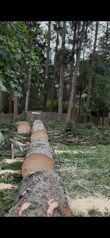 Tree Removal
