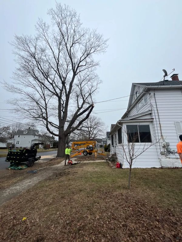 Emergency tree services