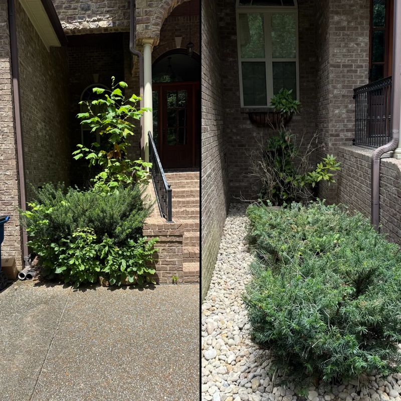 Tree & Shrub Care
