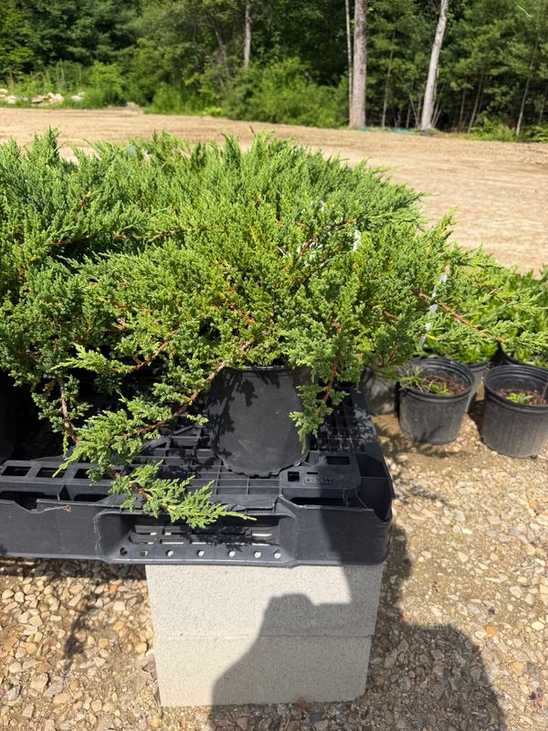 Juniper/Privacy Trees