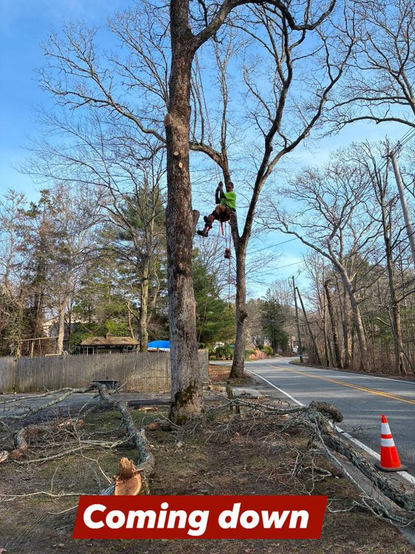 Tree Removal gallery
