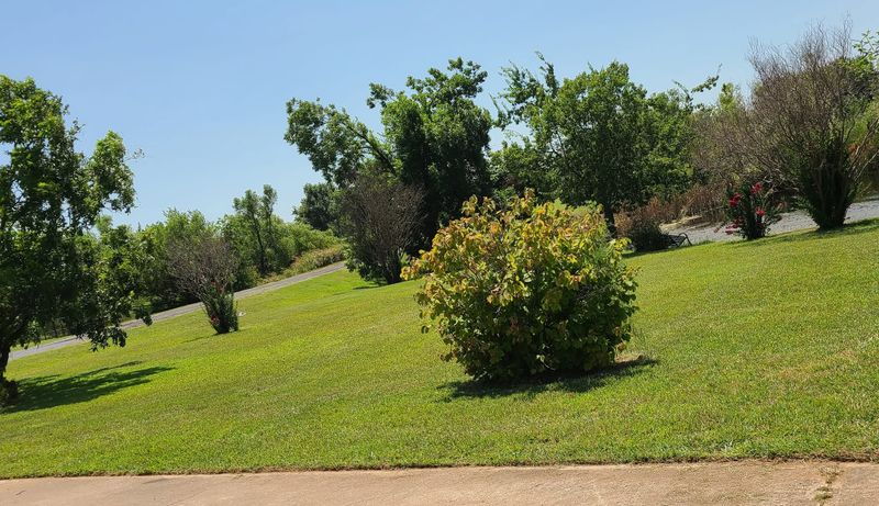 Lawn Mowing