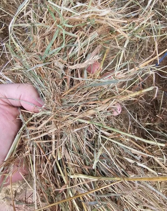 Alfalfa Hay