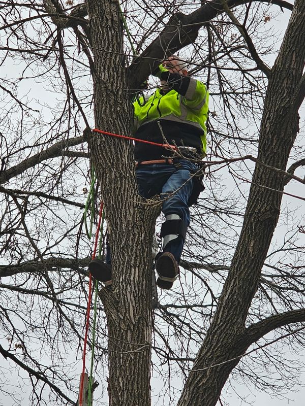 Tree Trimming