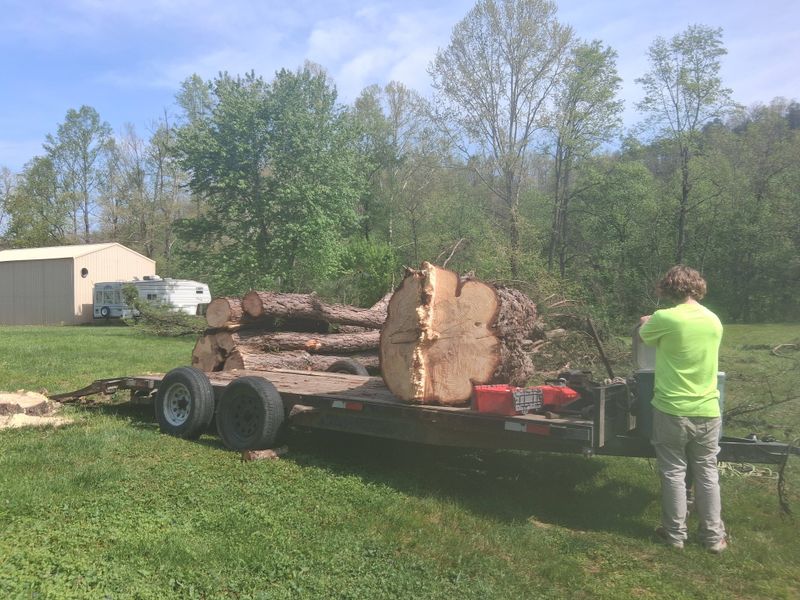 Tree Removal