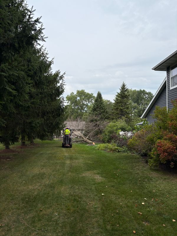 Tree Services