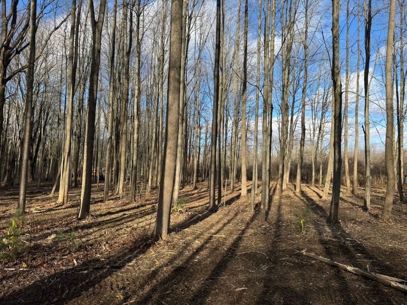 Forestry Mulching