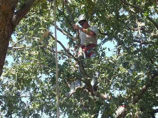 Pruning