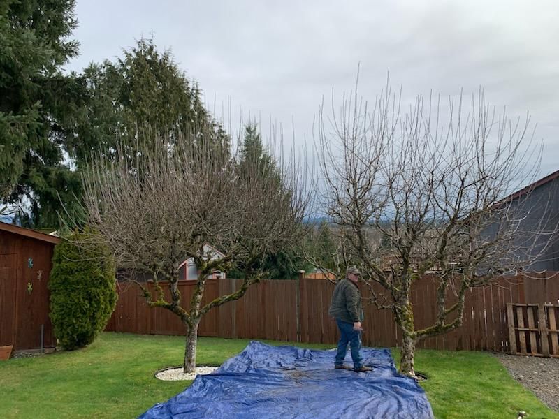 Fruit Trees Pruning and Shaping