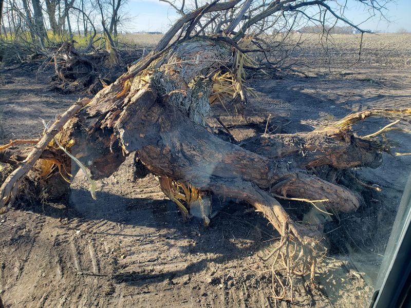 Tree Line Cleanups