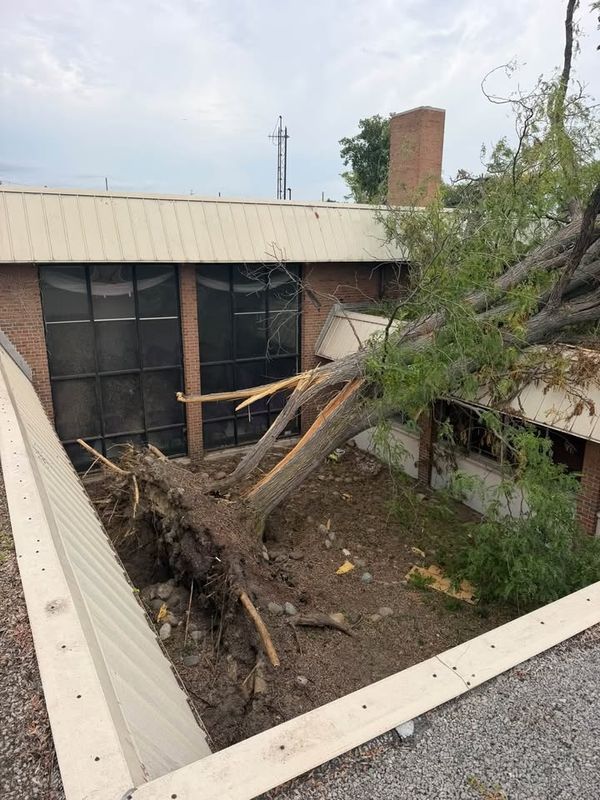 Tree Removal