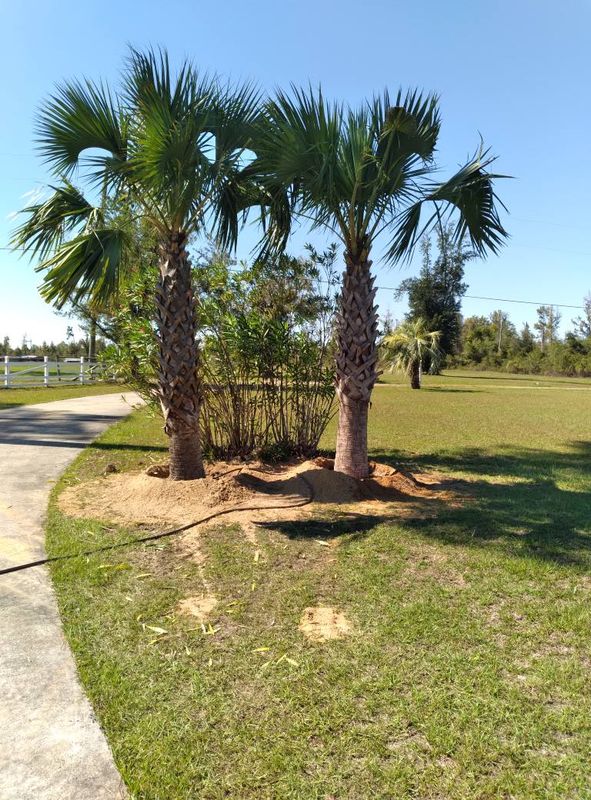 Installation of trees and shrubs .