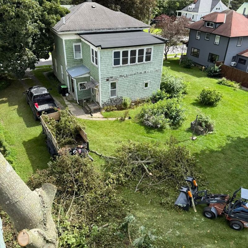 Tree Removal