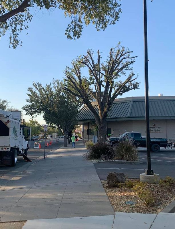 Tree Removal gallery