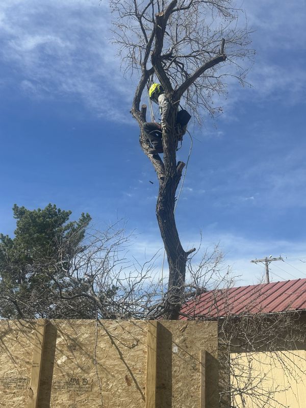 Tree Trimming