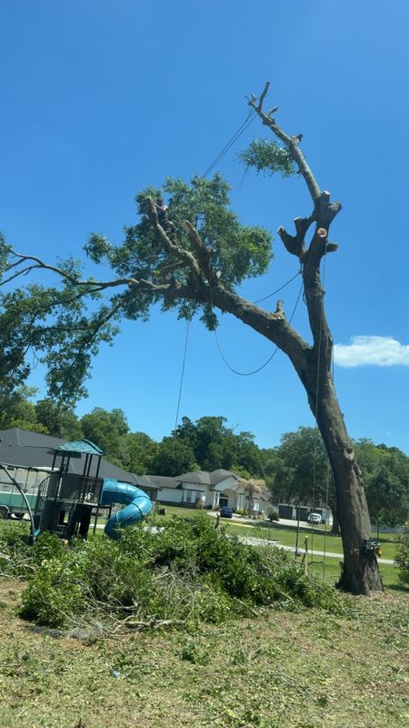 Tree Pruning and Trimming