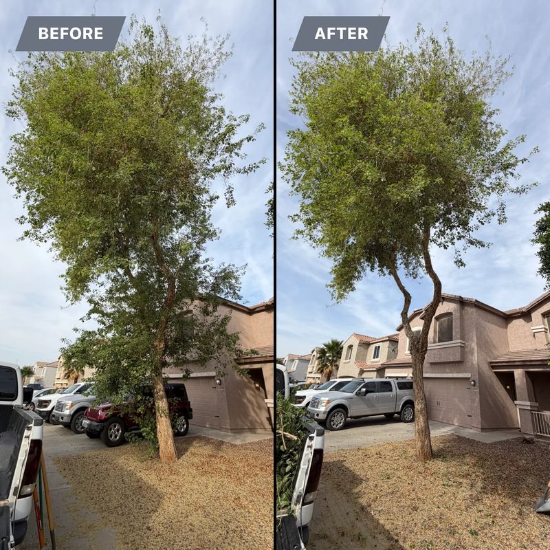 Tree & Shrub Care