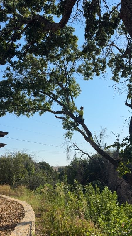 Tree Trimming