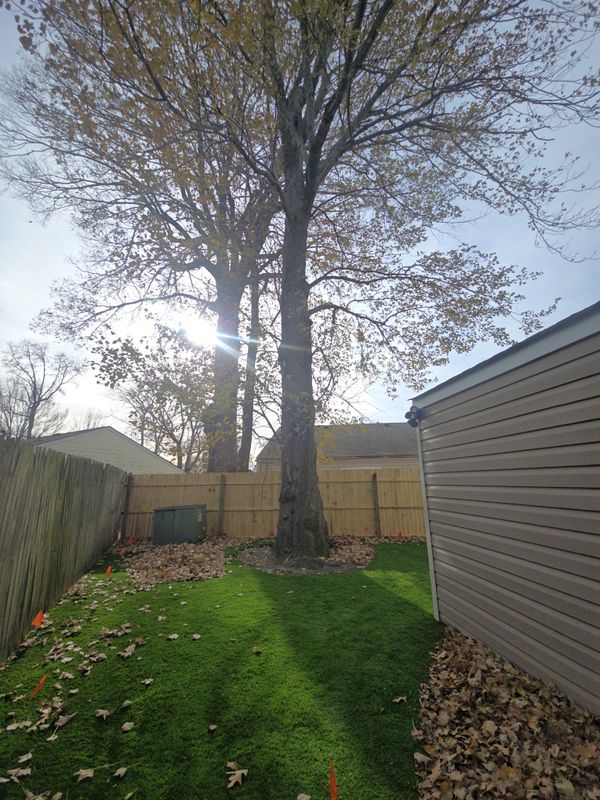 Tree Removal