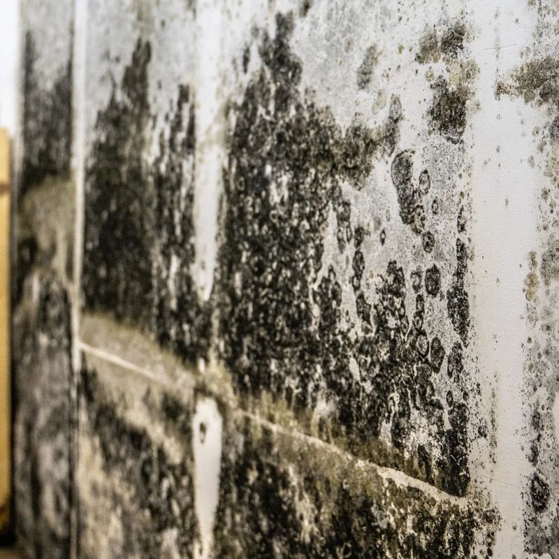 Radon & Mold Testing