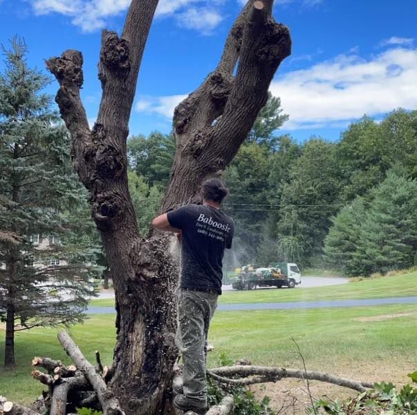 Pruning Services
