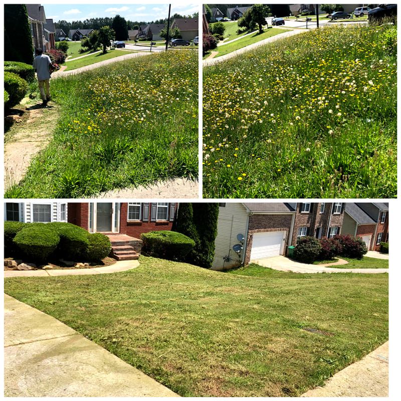 Plant & Shrub Installations