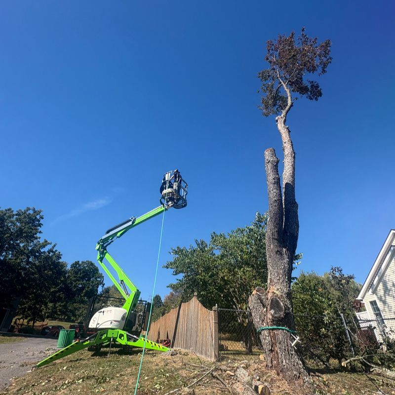 Tree Removal