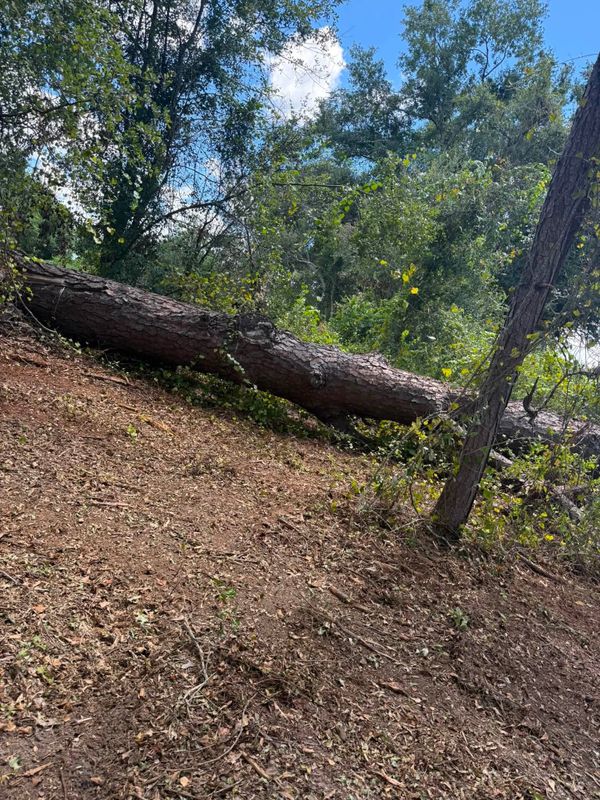 Land Clearing