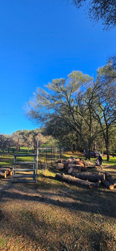 Stump Removal