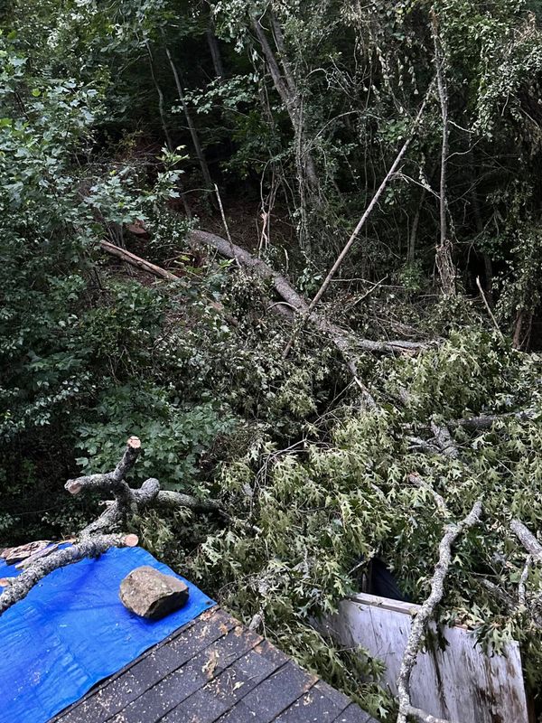 Tree Removal