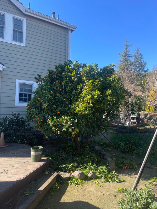 Tree Health and Maintenance