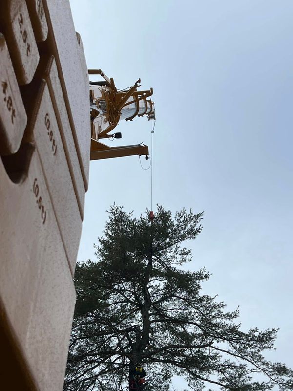Tree Removal gallery