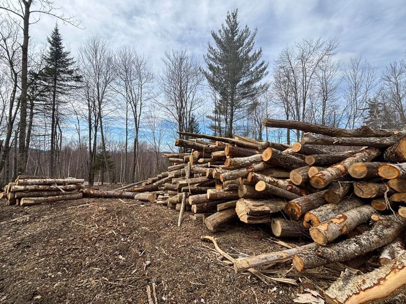 Tree Removal