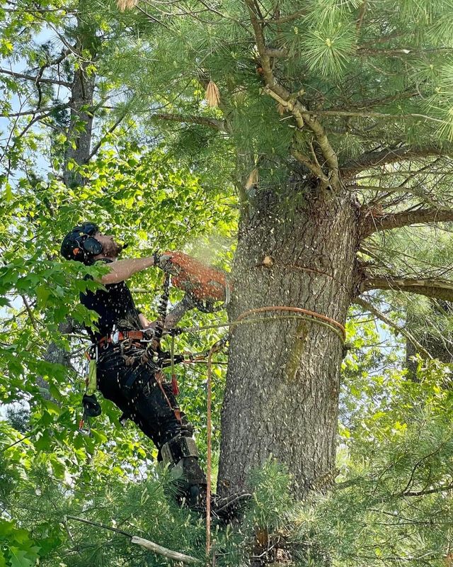 Tree removal / land clearing