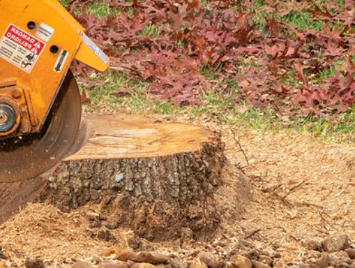 Stump Removal