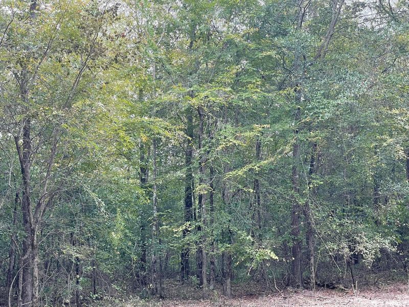Arborist & Tree Removal