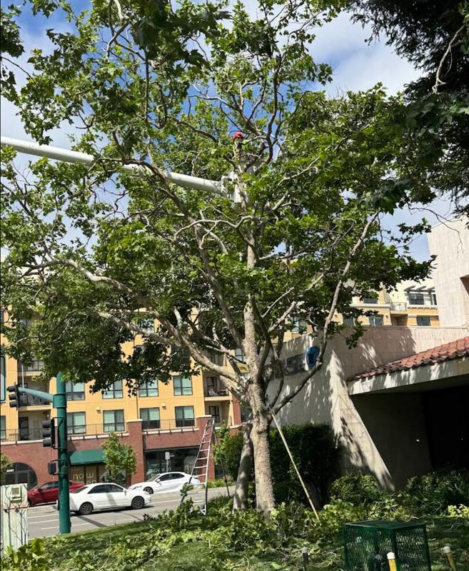 Tree Services