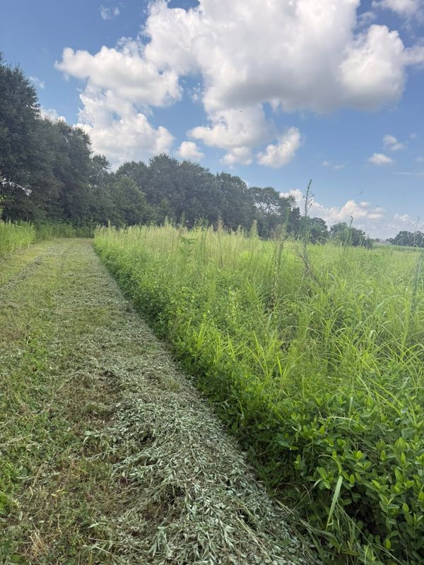 Brush Cutting