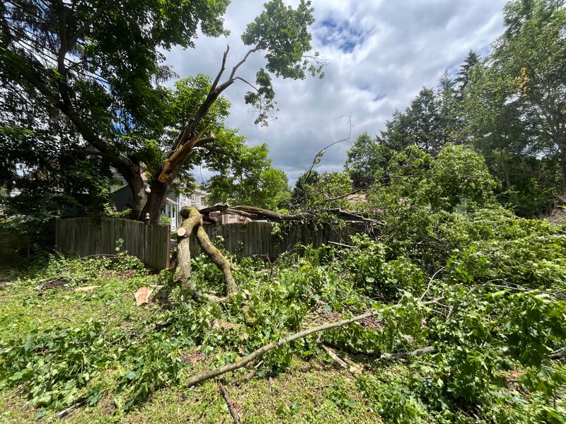 Tree Removal