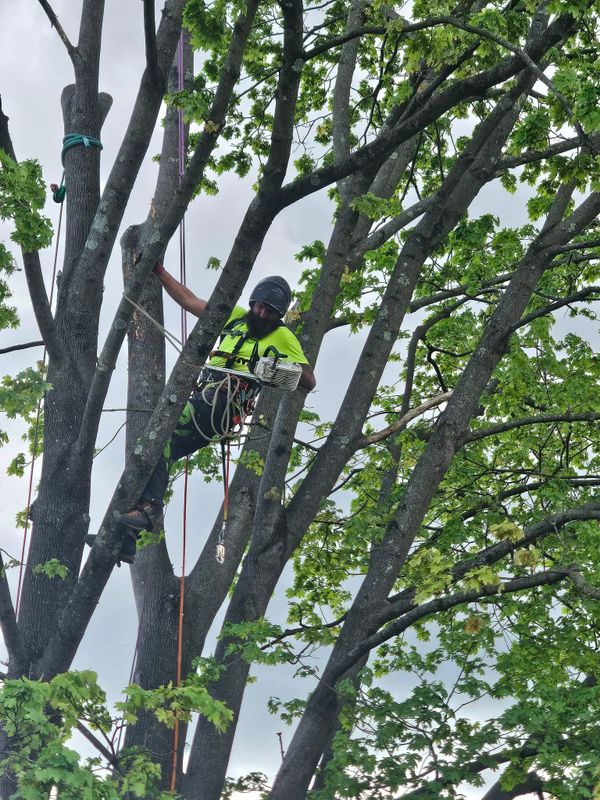 Tree Trimming